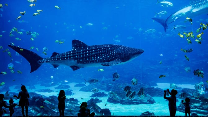 Explore the Captivating Underwater World at Fort Lauderdale’s Best Aquariums