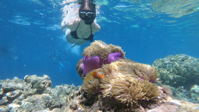 Top Locations to Snorkel In Fort Lauderdale